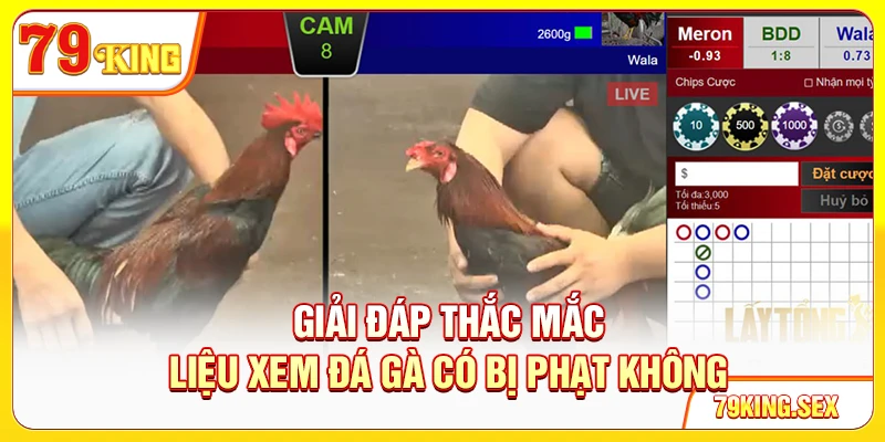 Giải đáp thắc mắc liệu xem đá gà có bị phạt không