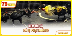 Xem đá gà có bị phạt không?